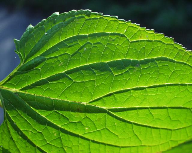 Comment traiter la gale avec des plantes médicinales Soigner la gale