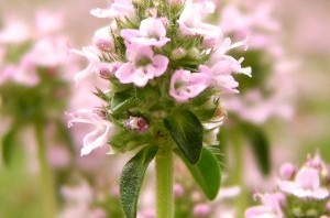 Thym à thujanol en floraison
