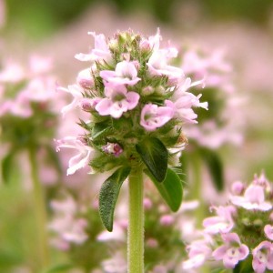Thym à thujanol en floraison