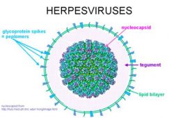 Virus Herpès responsable du bouton de fièvre