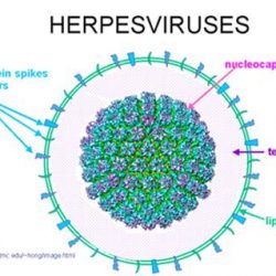 Virus Herpès responsable du bouton de fièvre