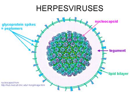 Virus Herpès responsable du bouton de fièvre
