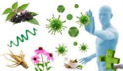 Défenses immunitaires