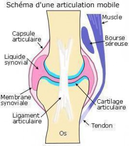 Articulationschema