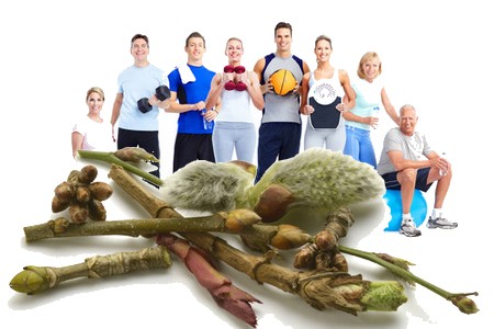 Deporte y Gemmotherapy: los beneficios de los macerados glycerinated en los atletas