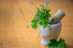mincir avec les plantes médicinales