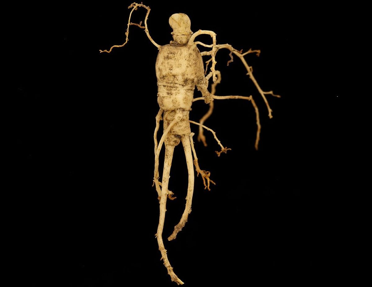 ginseng