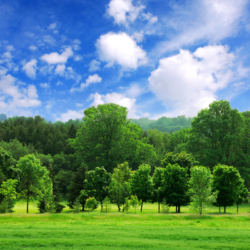 Paysage naturel avec une forêt verdoyante sous un ciel bleu parsemé de nuages, symbolisant la richesse de la biodiversité et l’équilibre des écosystèmes naturels.