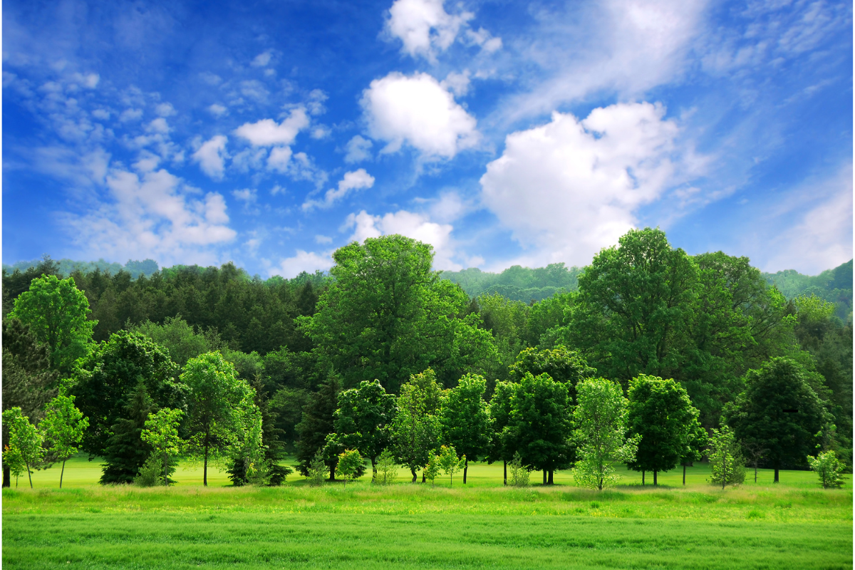 Un paesaggio naturale di foreste verdi sotto un cielo azzurro punteggiato di nuvole, che simboleggia la ricchezza della biodiversità e l'equilibrio degli ecosistemi naturali.