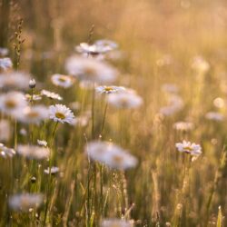 ¡La desintoxicación de primavera es ahora! Blog Cuidado y Naturaleza