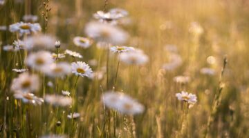 Energia da primavera