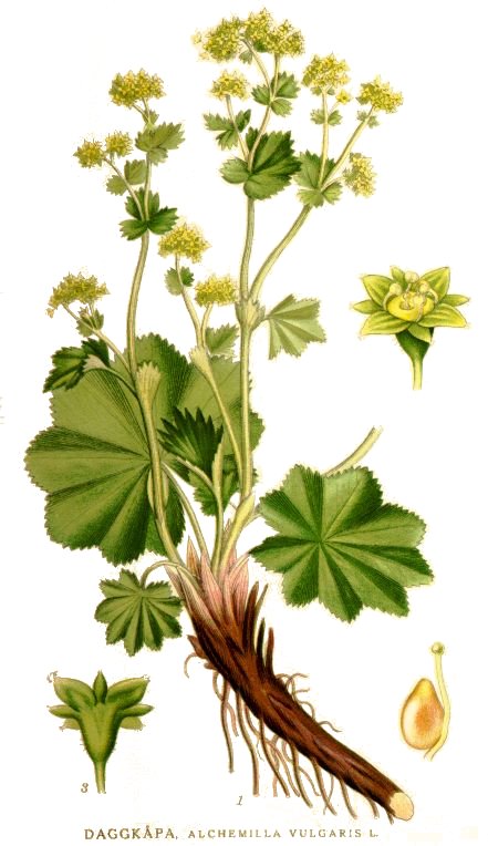 ALCHEMILLE Alchemilla vulgaris