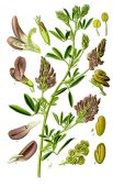ALFALFA Medicago sativa L