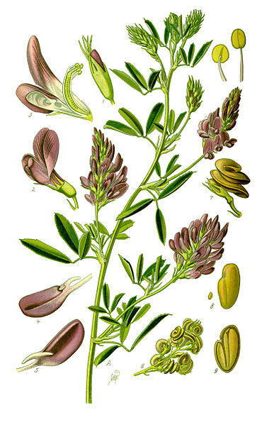 ALFALFA Medicago sativa L