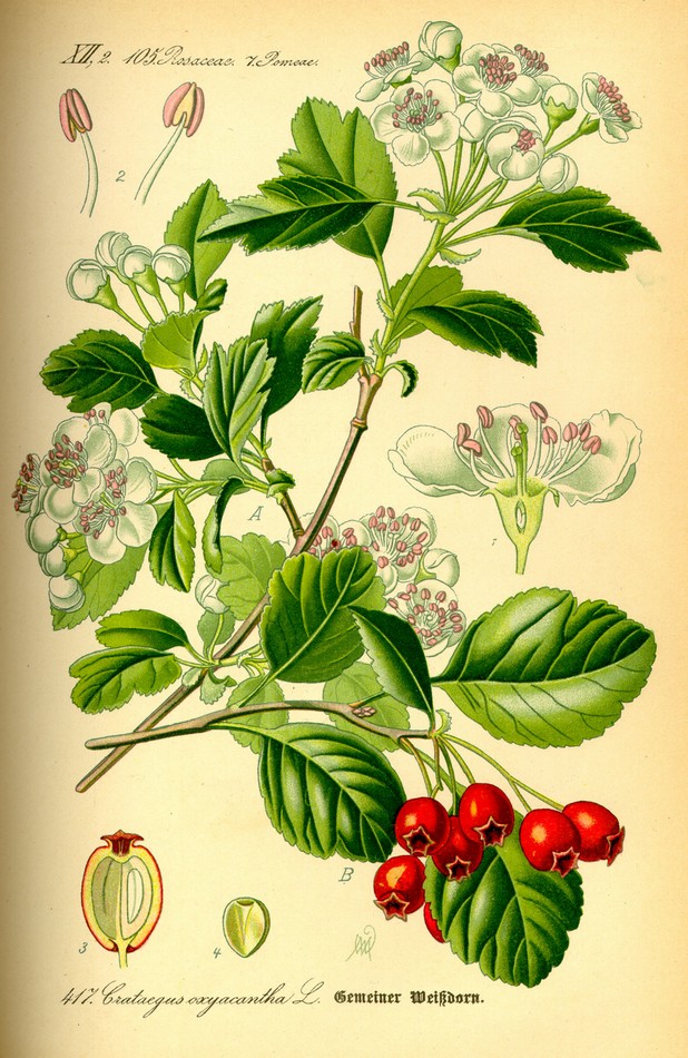AUBÉPINE (Crataegus monogyna et oxyacantha L .