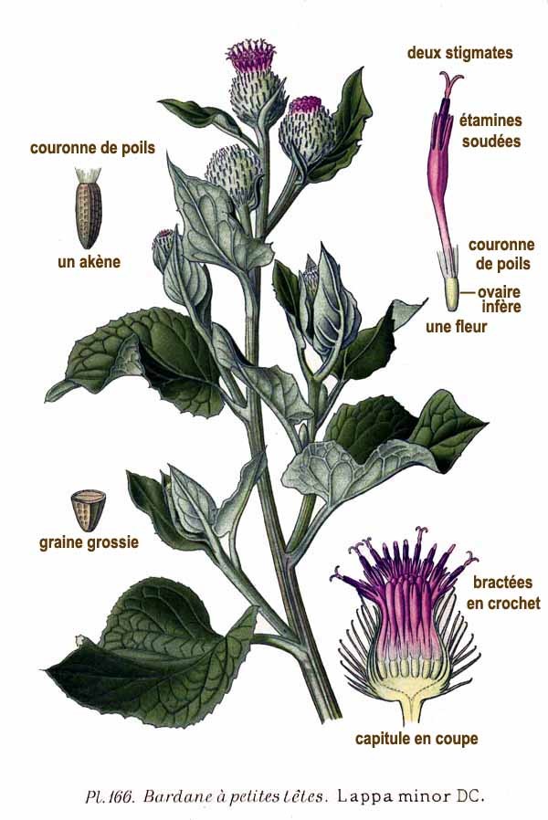 LA BARDANE (Arctium lappa L.)