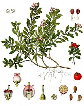LA BUSSEROLE (Arctostaphylos uva-ursi L.)