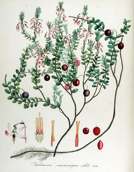 LA CANNEBERGE (Vaccinium macrocarpon)