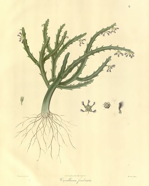 CARALLUMA (CARALLUMA ADSCENDENS)