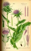CHARDON MARIE (Silybum marianum L.)