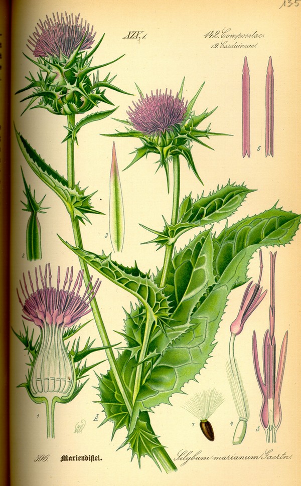 CHARDON MARIE (Silybum marianum L.)