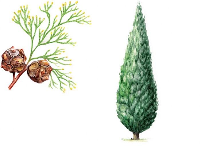 CYPRES Cupressus sempervirens L