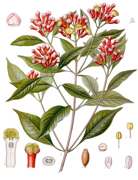 Clou de girofle (Eugenia Caryophyllus)