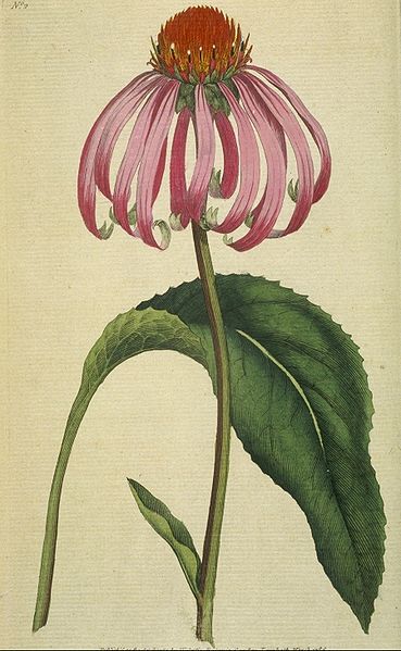 ECHINACÉE Echinacea purpurea