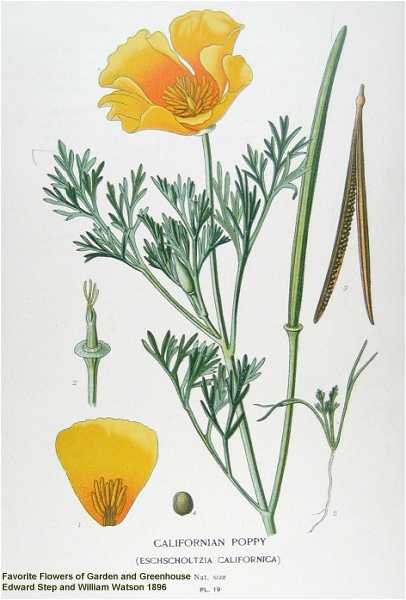 ESCHSCHOLTZIA (Eschscholtzia californica