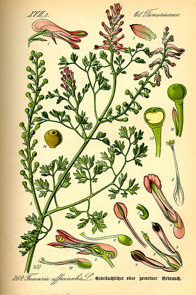FUMETERRE (Fumaria Officinalis