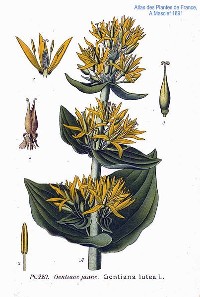 GENTIANE (Gentiana lutea L