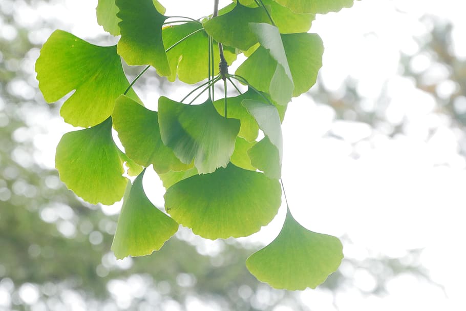 les bienfaits du Ginkgo Biloba