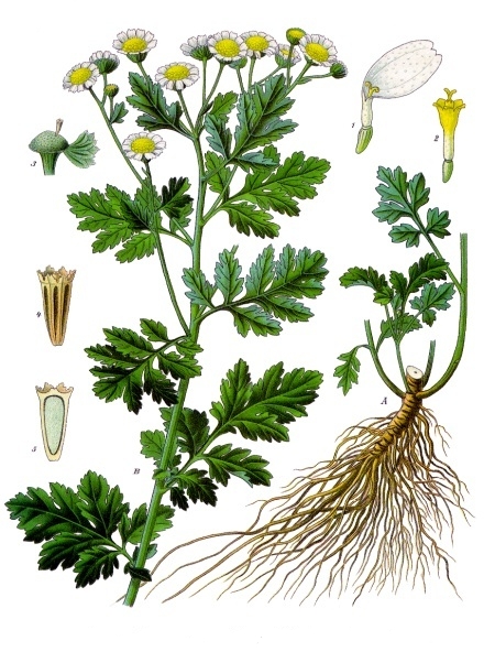 GRANDE CAMOMILLE (Tanacetum Parthenium L