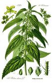 LA GRANDE ORTIE (Urtica Dioica L.) P