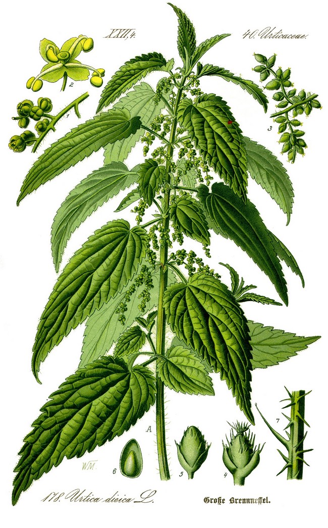 LA GRANDE ORTIE (Urtica Dioica L.) P