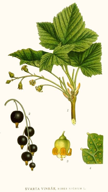 CASSIS OU GROSEILLIER NOIR (Ribes nigrum L