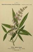 Gattilier Vitex Agnus Castus