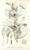 GRIFFONIA (Griffonia Simplicifolia