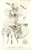GRIFFONIA (Griffonia Simplicifolia