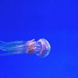 une méduse qui nage dans une eau sombre