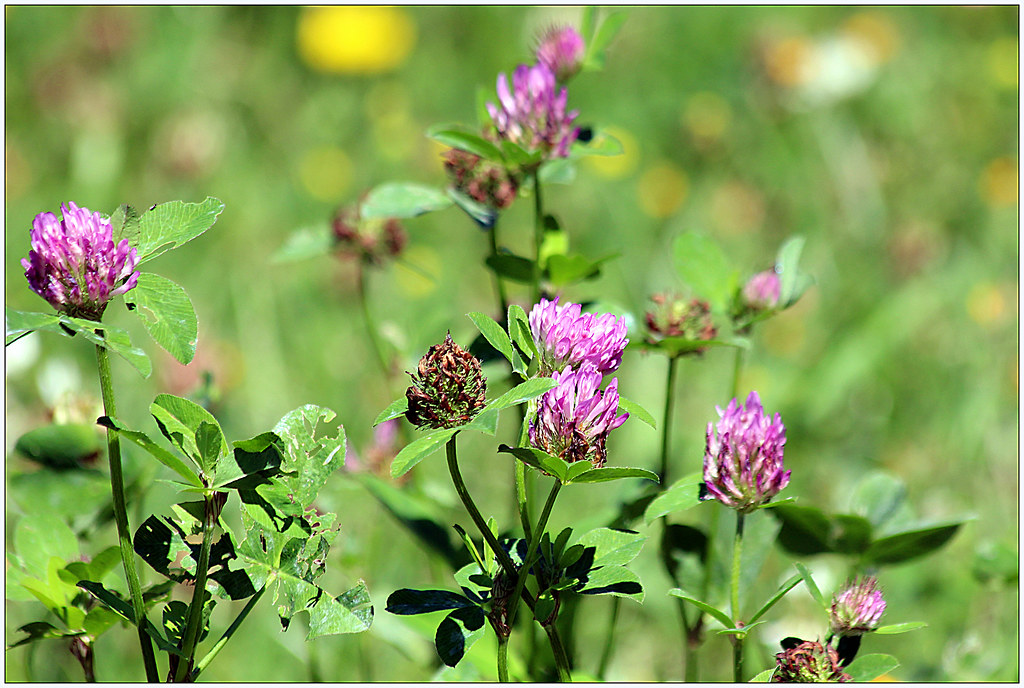 Alfalfa, voedzame en endocriene hybride luzerne