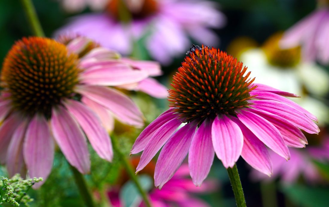 Main pharmacological properties of echinacea roots