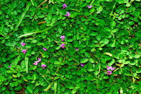 desmodium