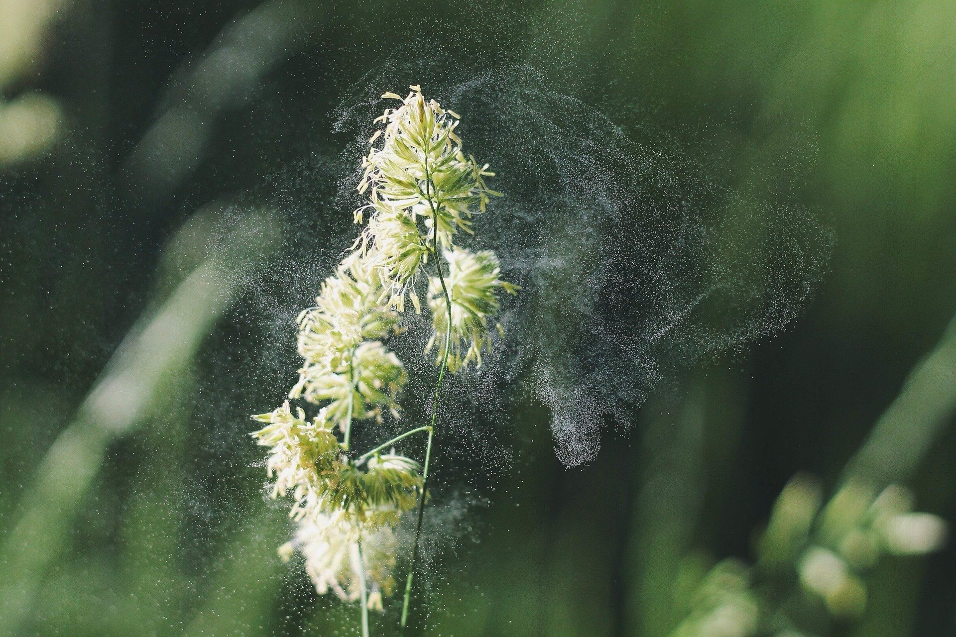 seizoensgebonden allergische rhinitis