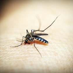 naturopathic advice to limit the inconvenience of an insect bite