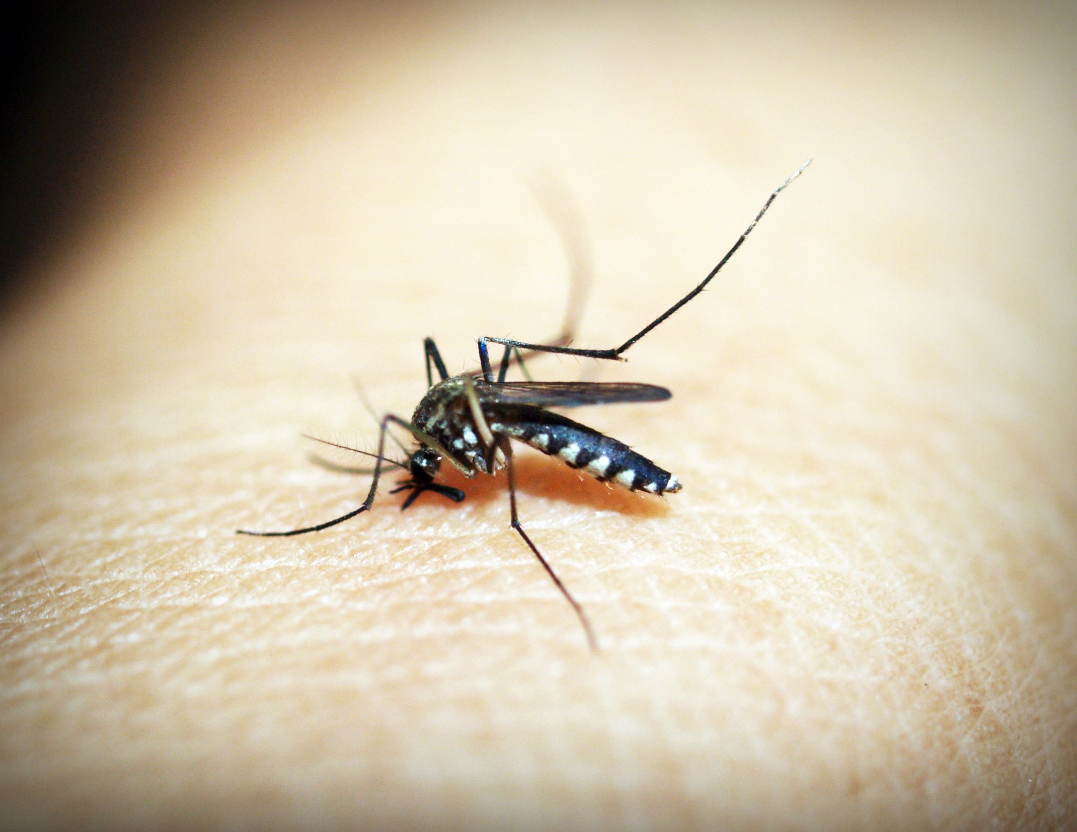 naturopathic advice to limit the inconvenience of an insect bite