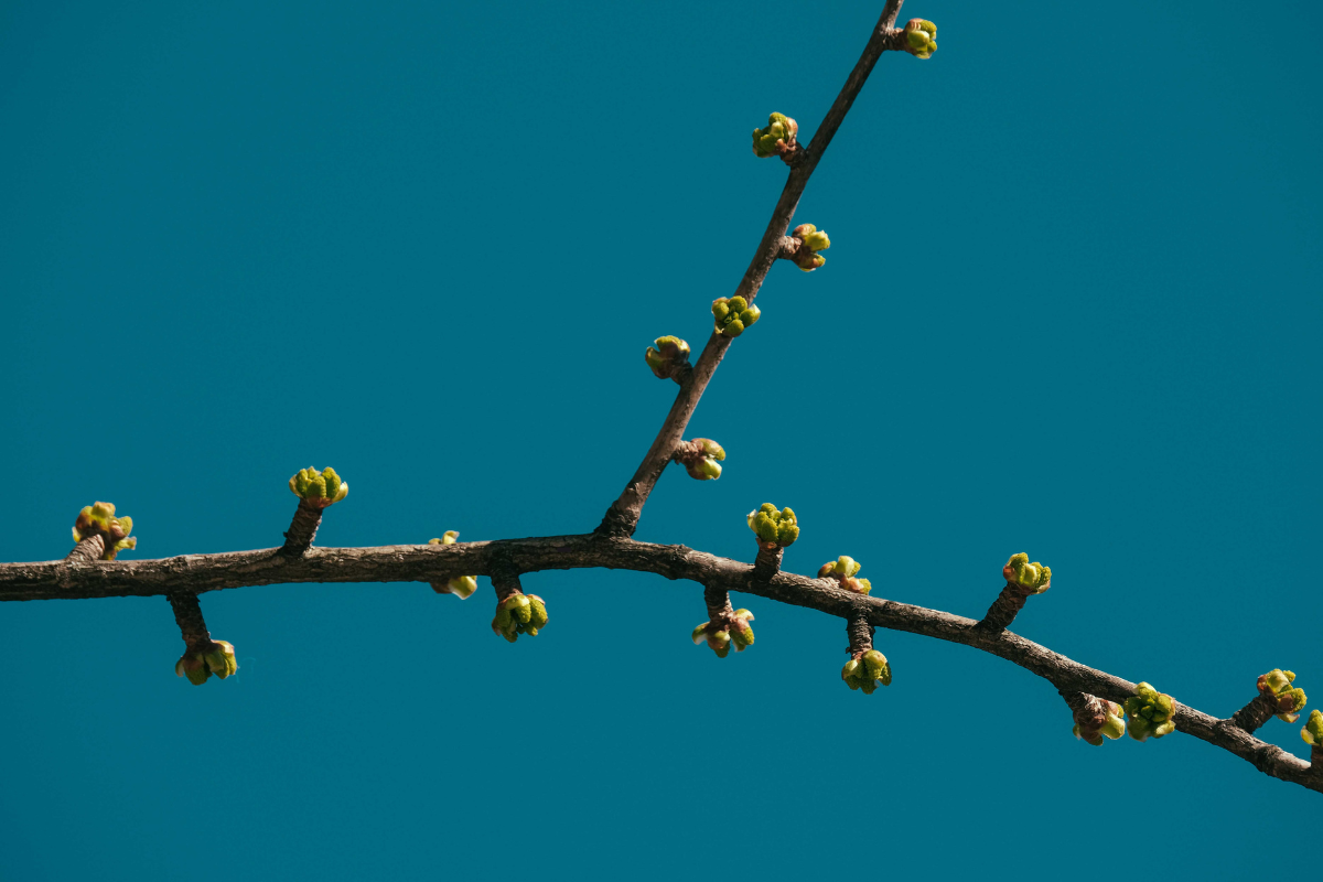 Bourgeons sur une branche – symbolisant les principes actifs de la gemmothérapie pour drainer, détoxifier et réduire la cellulite.