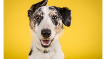 Better understand leishmaniasis in dogs