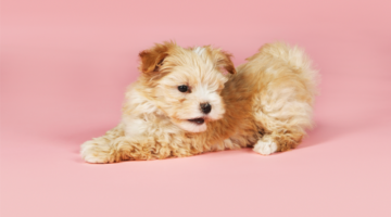 Trate los dermatofitos caninos (hongos caninos) de forma natural