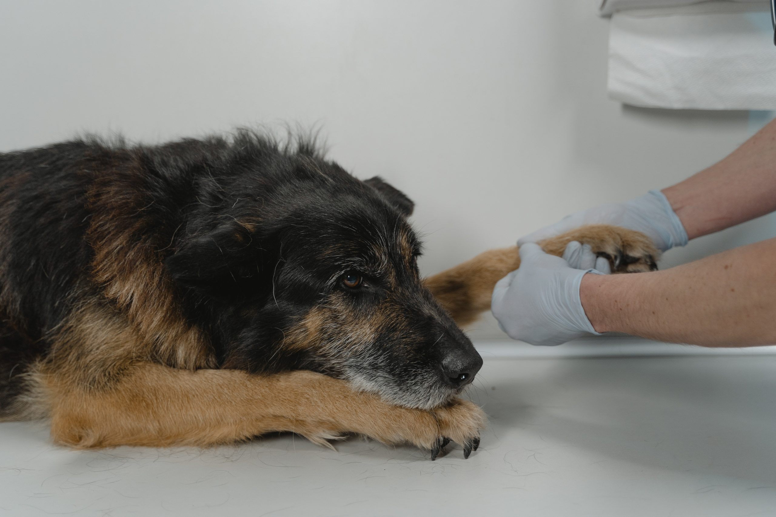 can leishmaniasis be cured in dogs